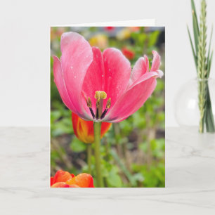 Carte de vœux vierge Tulipe