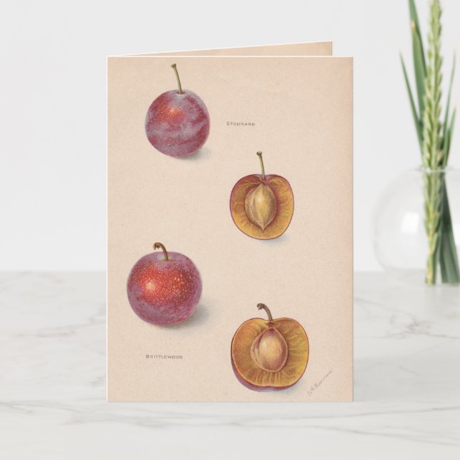 Carte de voeux vintage de prunes (Devant)