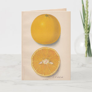 Carte de voeux vintage d'oranges