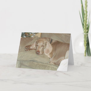 Carte de voeux Weimaraner