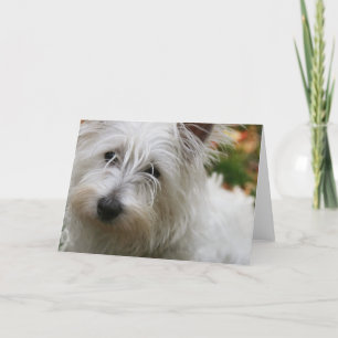 Carte de voeux West Highland Terrier