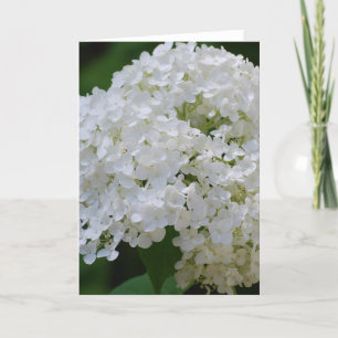 Carte de voeux White Hydrangeas