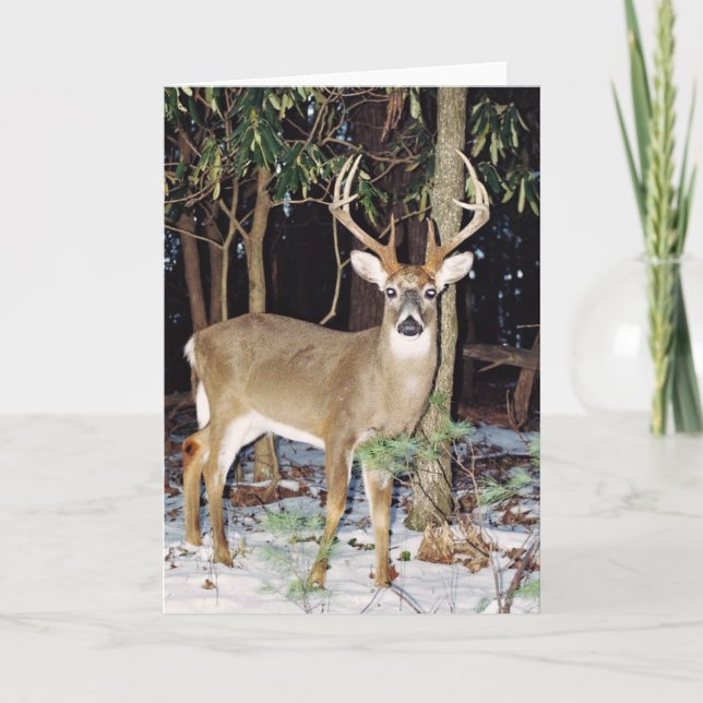Carte de voeux White Tail Buck (Devant)