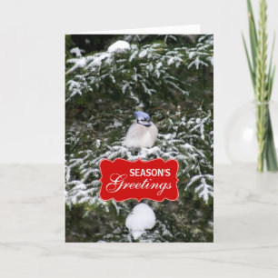 Carte de voeux Winter Blue Jay Holiday
