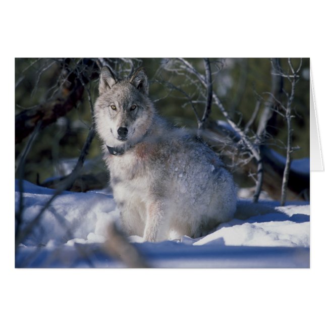 Carte de voeux Wolf In Snow Holiday (Devant horizontal)