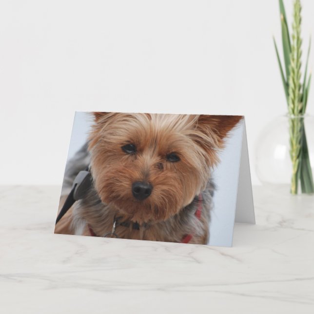 Carte de voeux Yorkie (Devant)