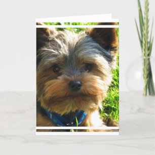 Carte de voeux Yorkshire Terrier