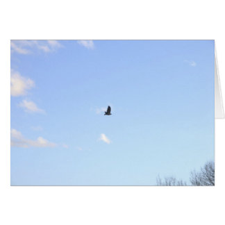 Carte de vol Red Tail Hawk