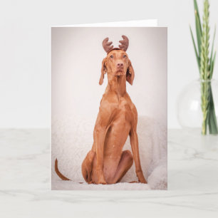 Carte de Xmas / Carte de Christmas "Magyar Vizsla"