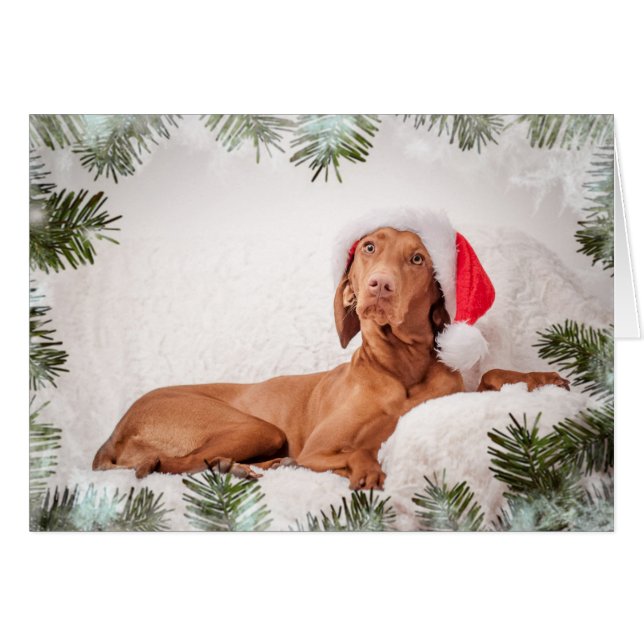 Carte de Xmas / Carte de Christmas "Magyar Vizsla" (Devant horizontal)