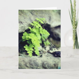 Carte Début du printemps Fern Toutes les occasions