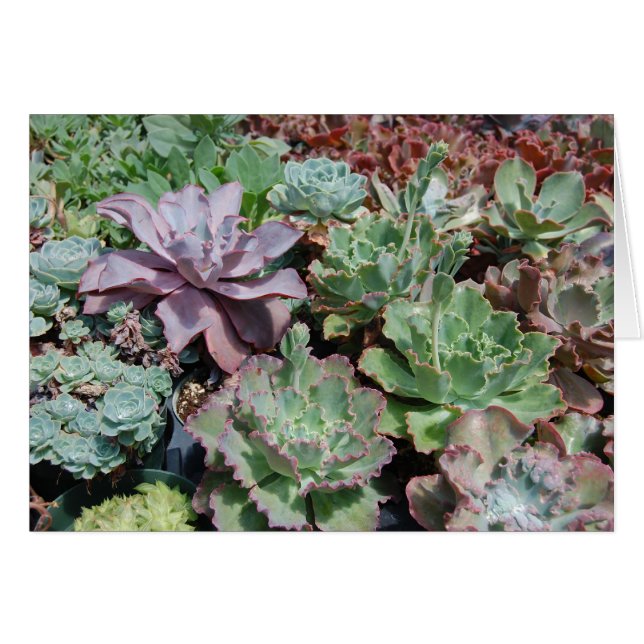 Carte d'Echeveria (Devant Horizontal)