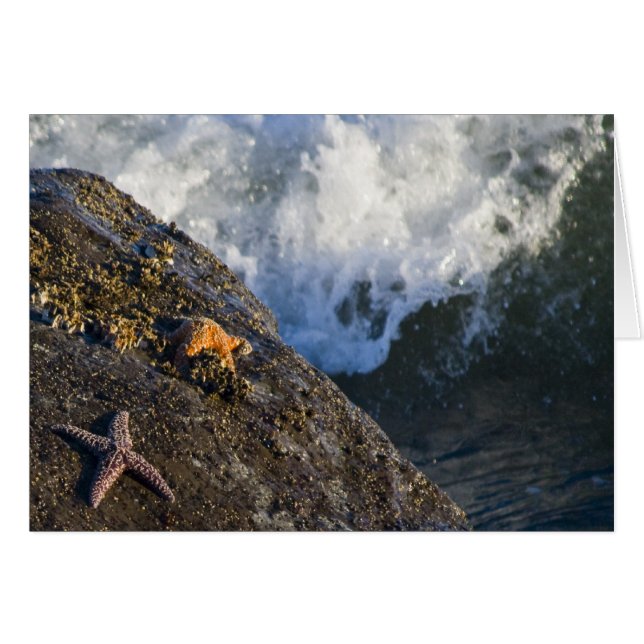 Carte d'éclaboussure d'étoiles de mer (Devant horizontal)