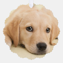 Créez Votre Propre Photo de Compagnon à Quatre Pat