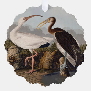Carte Décorative Impression d'oiseau Ibis blanc de John James Audub