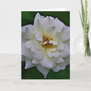 Carte d'écriture en fleurs de rose blanche John 1: