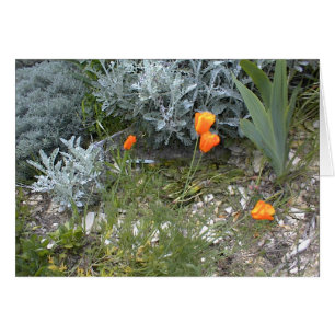 Carte d'écriture sainte : Pavots de CA