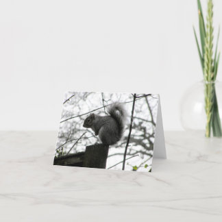 Carte d'écureuil