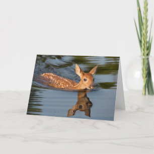 Carte Deer Fawn Minnesota
