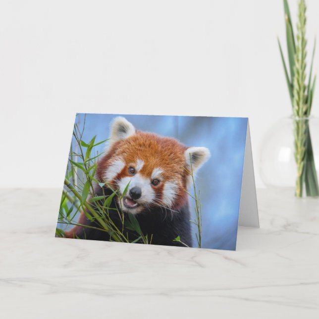 Carte Déjeuner de Panda rouge sur Feuilles bambou (Devant)