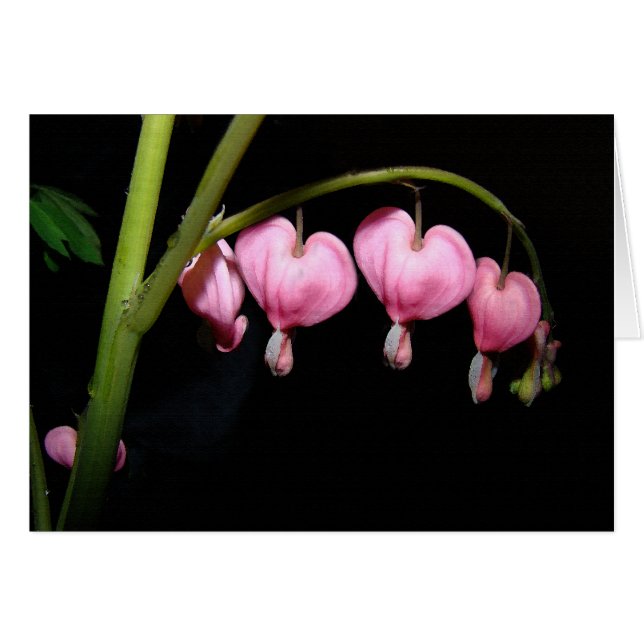 Carte des fleurs cardiaques saignantes (Devant horizontal)