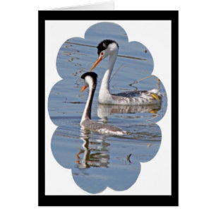 Carte des grèbes de Clarks