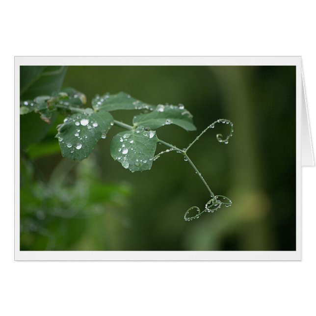 Carte des larmes de pois verts (Devant horizontal)