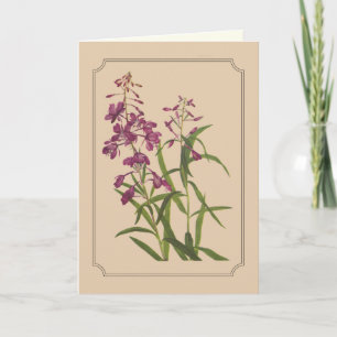 Carte Dessin botanique vintage de Fireweed sauvage
