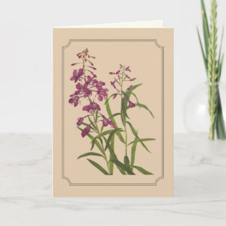 Carte Dessin botanique vintage de Fireweed sauvage