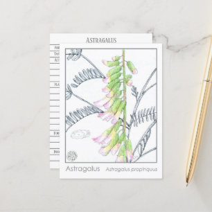Carte d'étude Herb Materia Medica Plantes Astragal