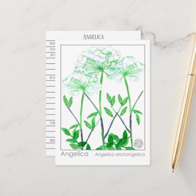 Carte d'étude sur les plantes Angelica Materia Med (Devant/Arrière en situation)