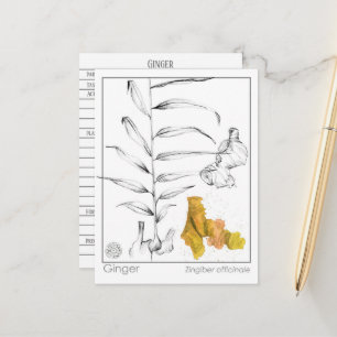 Carte d'étude sur les plantes Ginger Materia Medic