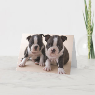 Carte Deux chiots de Boston Terrier