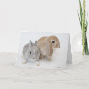 Carte Deux lapins   Netherland Dwarf & Holland Lop