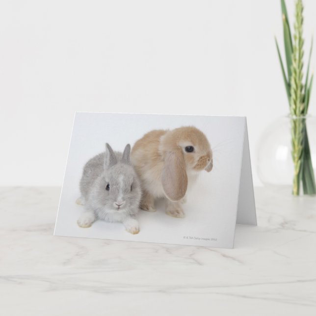 Carte Deux lapins | Netherland Dwarf & Holland Lop (Devant)