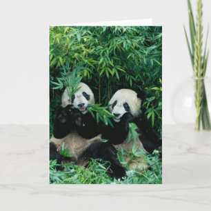 Carte Deux pandas mangeant le bambou ensemble, Wolong, 2