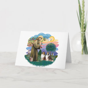Carte Deux Shelties - St. François (ff)