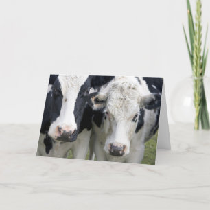 Carte Deux vaches cherchent pour dire bonjour.