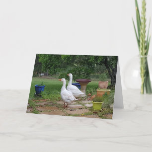 Carte Devil Ducks - Blank all purpose card.