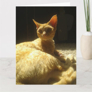 Carte devon rex orange