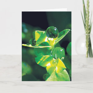 Carte Dew Baisse sur les pétales verts Nature paisible