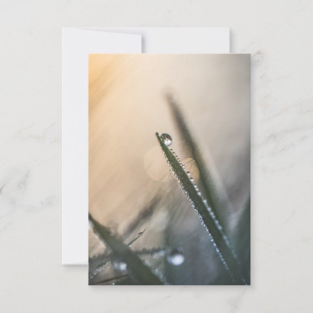 Carte Dew Droplet sur l'herbe nature florale Photo (Devant)