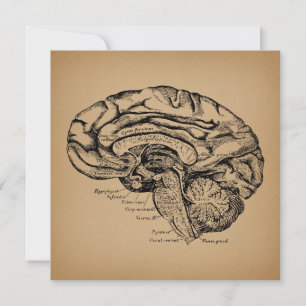 Carte Diagramme du cerveau vintage Art d'anatomie médica