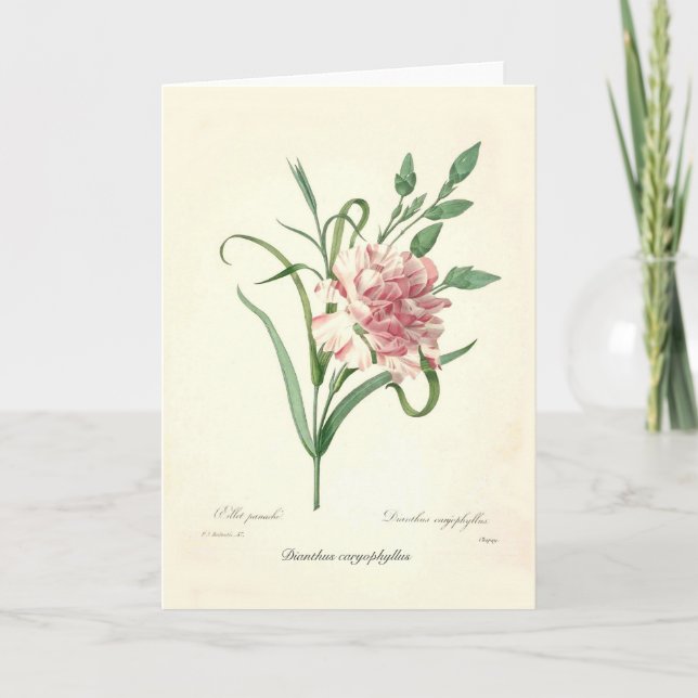 Carte Dianthus caryophyllus (Devant)