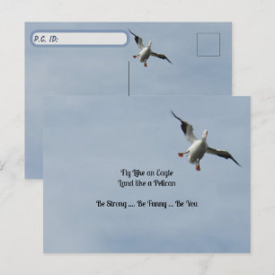 Carte d'identité de poste - Américain blanc Pélica