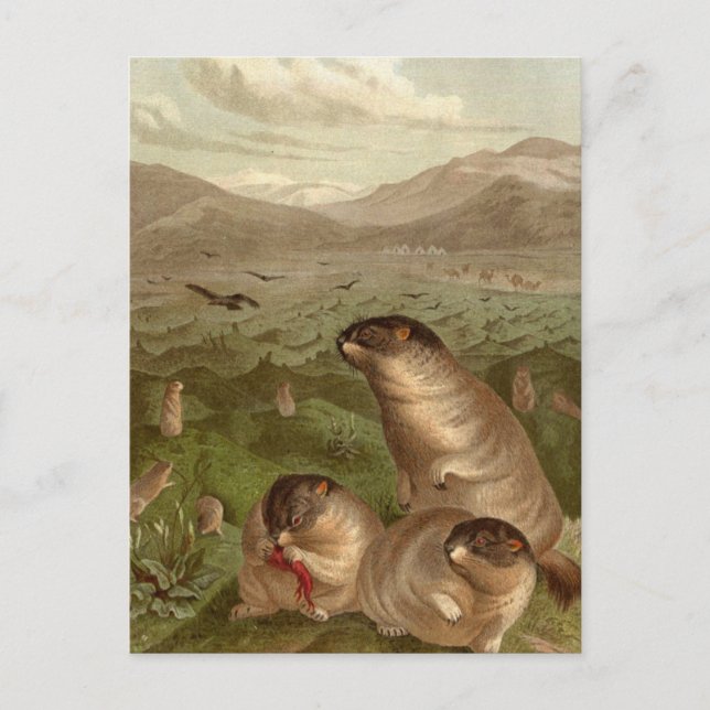 Carte d'illustration couleur marmotte vintage (Devant)