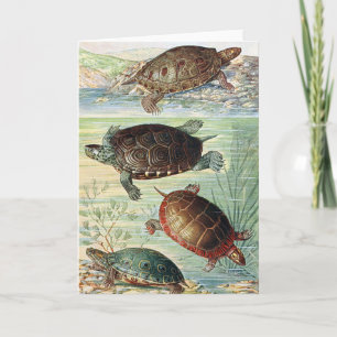 Carte d'illustration de tortues d'eau de livre vin
