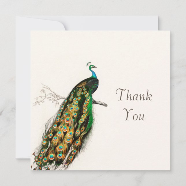 Carte d'illustration Peacock Merci Vintage (Devant)