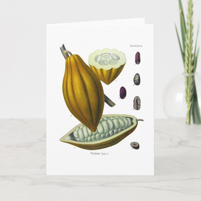 Carte d'illustration vintage de fèves de cacao (Devant)