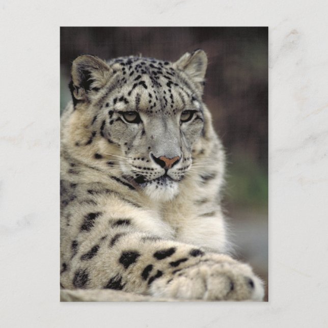 Carte d'information Leopard des neiges (Devant)